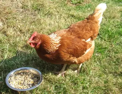 ** 5 MONTH LAYER LOHMAN BROWN CHICKENS **, View more