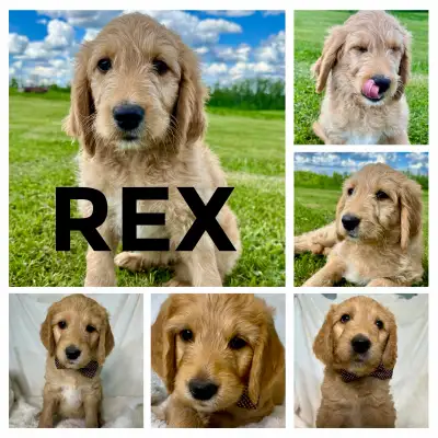 ** PLEASE READ FULL AD* These gorgeous Goldendoodle pups are ready to love you to infinity and beyon...