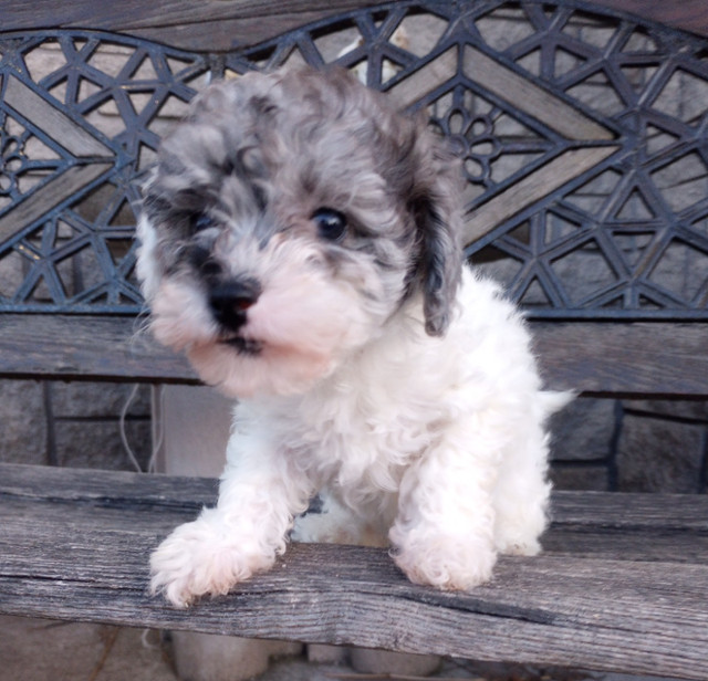 Poodle Puppies, Rare Colours in Dogs & Puppies for Rehoming in Barrie - Image 3