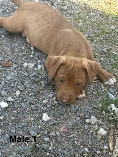 Mixed Puppy, View more