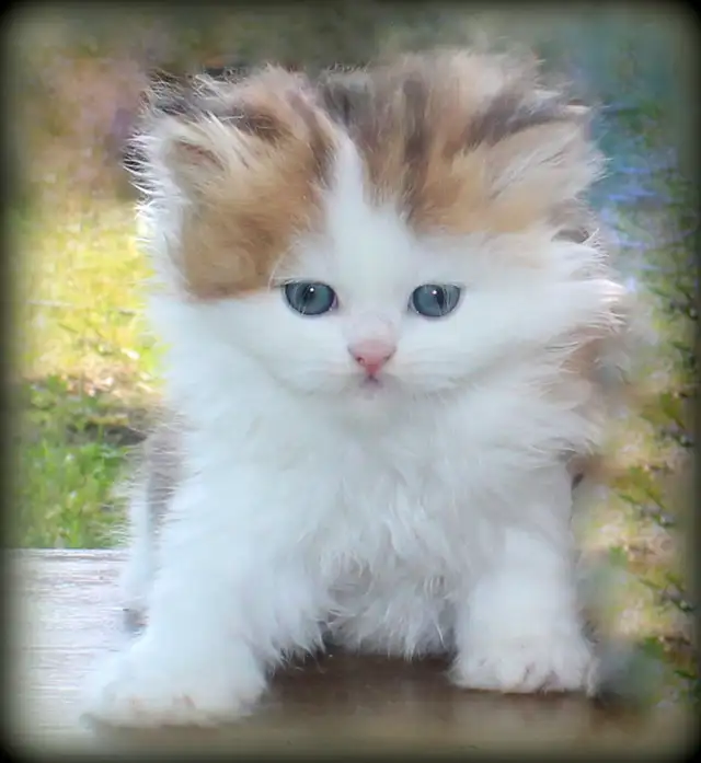 Rare Teddy Bear Kittens (British Longhair) in Cats & Kittens for Rehoming in Winnipeg - Image 4