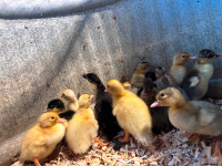 Day old Pekin and magpie ducklings for sale .