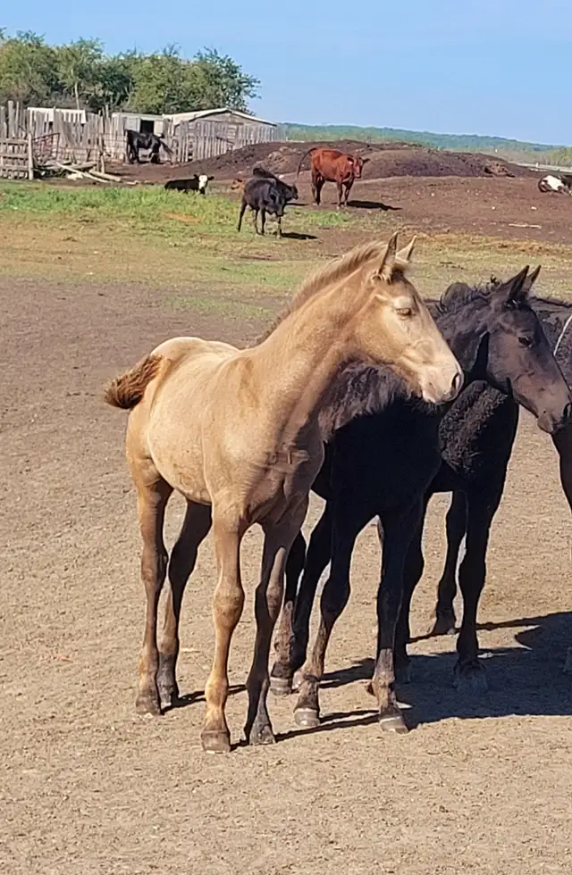 1/2 Friesian Grullo or Champange colts in Horses & Ponies for Rehoming in Strathcona County - Image 7