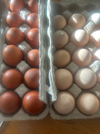Black copper maran and lavender Orpington hatching eggs
