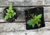 Thornless Blackberry plants
