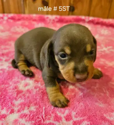 Chiots Teckel miniatures dachshund, View more