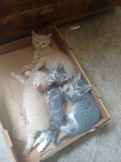 kittens for sale( ready first week of July), View more