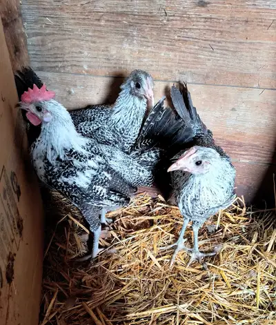 5 month old Egyptian Fayoumis for sale. 2hens, 1 rooster. $30 each or $75 for all 3. Located by Rola...