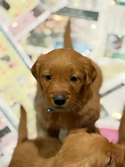 CKC Pure Bred Red Golden Retrievers, View more