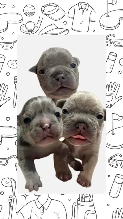French bulldog puppies, View more