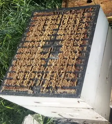 Environ 435 Grilles à propolis noires utilisées et grattées. Sert à récolter la propolis sur une ruc...