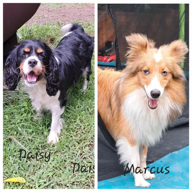 Croisement entre cavalier king charles et colley miniature in Dogs & Puppies for Rehoming in Gatineau - Image 7