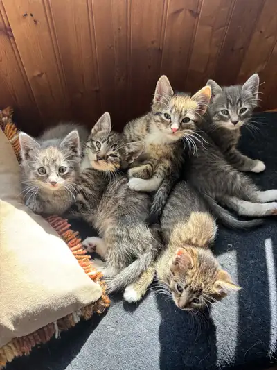 7 week old kittens, View more