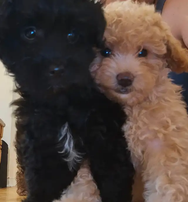 SHIHPOO PUPPIES    3 FEMALES LEFT in Dogs & Puppies for Rehoming in Barrie - Image 6