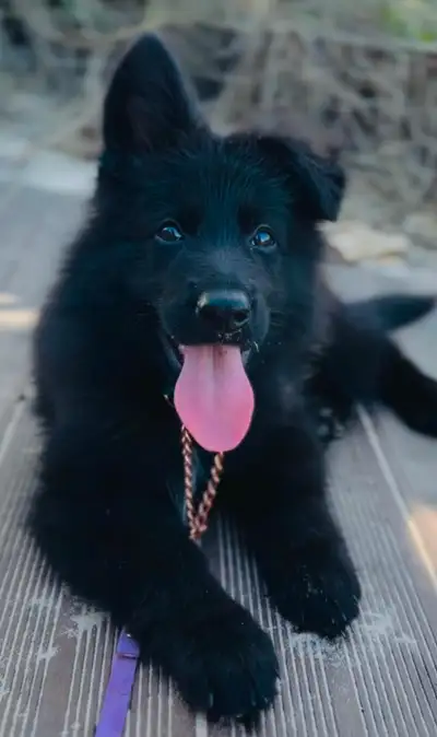Black Female German Shepherd, View more