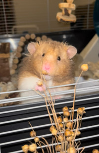 flax sprays for hamsters - AVAILABLE NOW