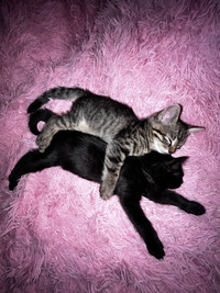 Bengal Mix Kittens