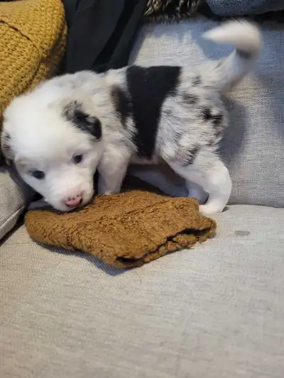 Unique Mini Aussie Puppies, View more