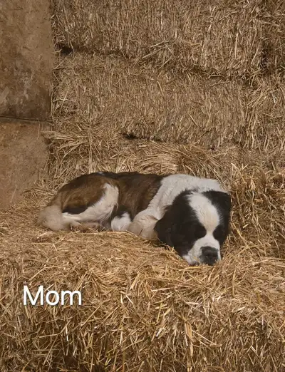 Five beautiful St. Bernard puppies for sale! 4 males, 1 female. Born February 19/25. Will be ready t...