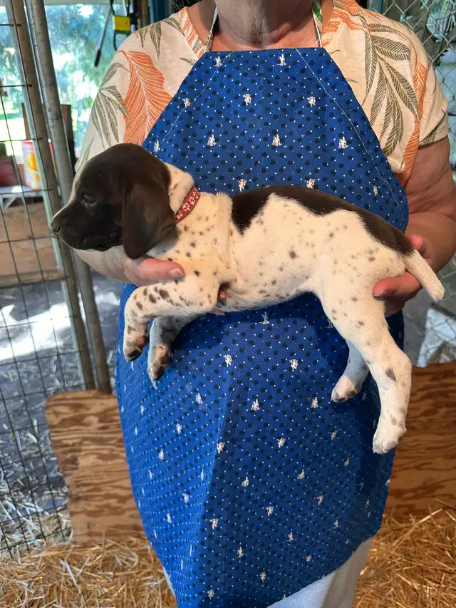 German Shorthaired Pointer  Puppies Wingshot_GSPs in Dogs & Puppies for Rehoming in St. Albert - Image 5