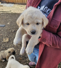 Puppies needing a forever home!
