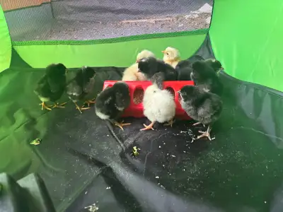 BYM - baby chicks, View more