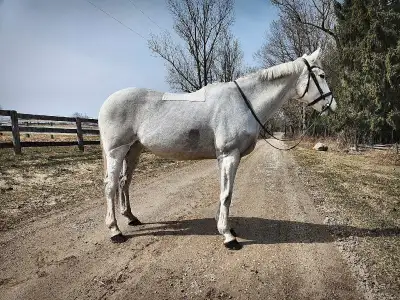 Thoroughbred mare, View more