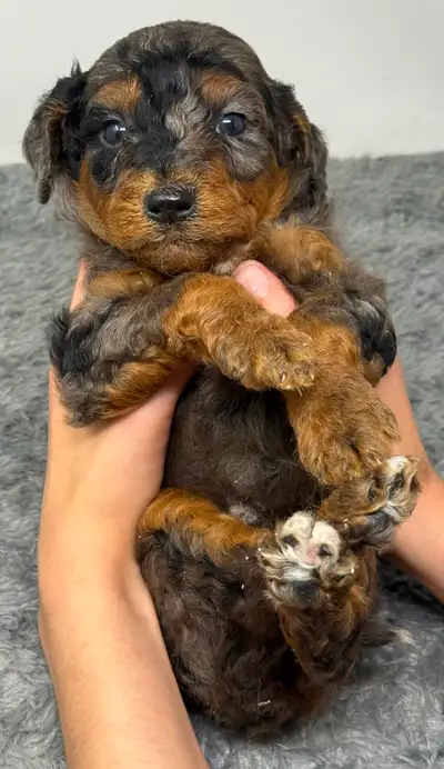 Mini Aussiedoodles ~ Mini Bernedoodles, View more