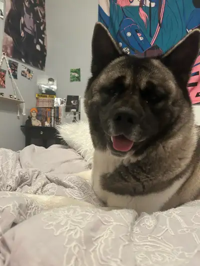 American Akita, View more