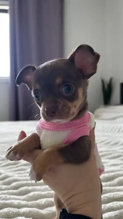 Premium Chihuahua Puppies – Rare Color (Girls) Date of birth: February 20, 2026 We are offering two...
