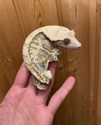 Crested gecko lot- no reasonable offer refused 