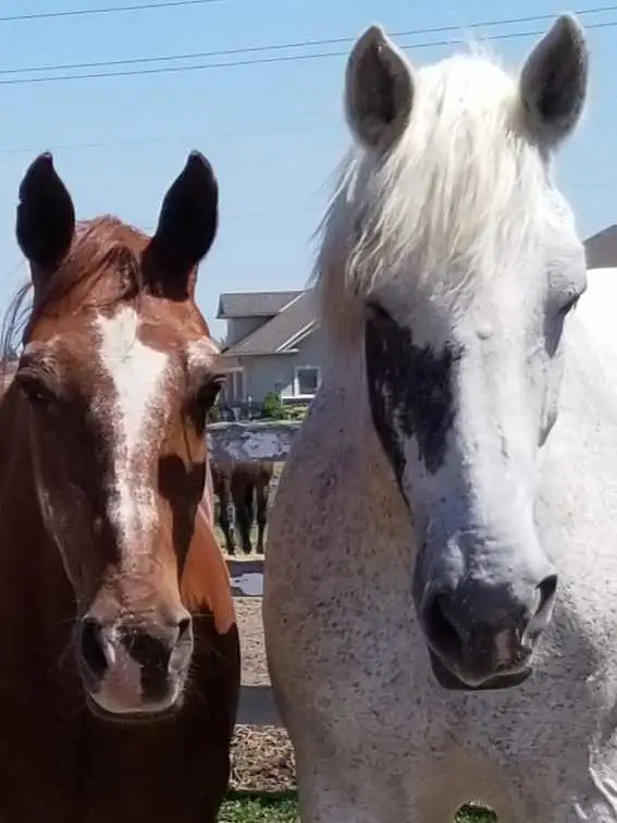 Horse Riding Lessons442863853094850561