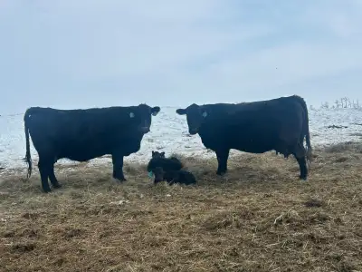 Looking for pasture SHORT TERM RENT, LONG TERM RENT or FOR SALE. Good cows, checked regularly, never...