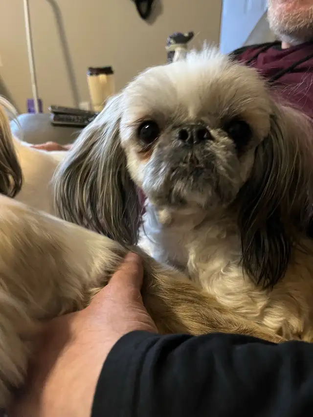 Shih-Tzu for sale in Dogs & Puppies for Rehoming in Edmonton - Image 3