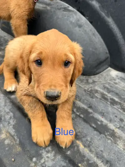 Red Golden retriever puppies for sale, View more