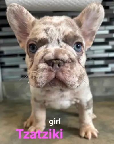 Gorgeous Top Qty French bulldogs/blue eyes/fluffy/mini, View more