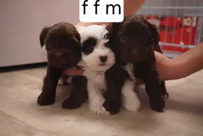 J’ai 3 adorables chiots Morkie à vendre, soit 2 femelles et 1 mâle. Ils sont nés le 23 avril et sero...