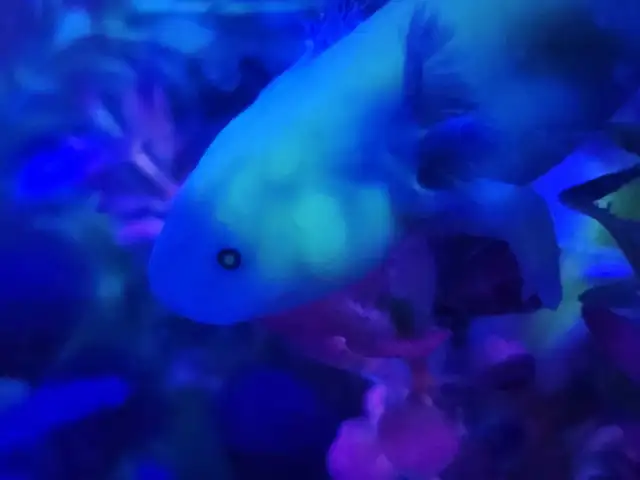 Baby Axolotls  in Reptiles & Amphibians for Rehoming in Oshawa / Durham Region - Image 6