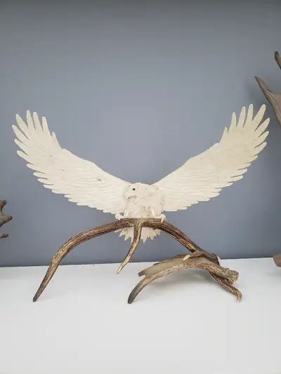 Eagle carved and created entirely from moose antle sheds amazing peace of art