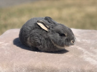 Baby Rex Bunny Rabbits