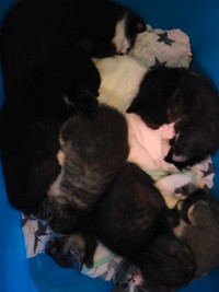 Kittens available pick up only 