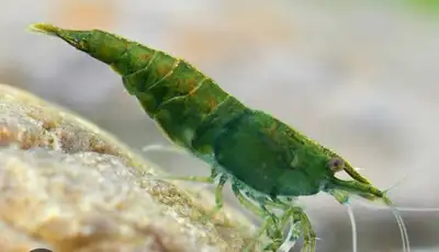 Jade Jelly Shrimp, View more