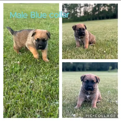 Adorable Dogoherd puppies* Health checked, View more