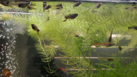 Free endlers (they're back on, Sep 25)