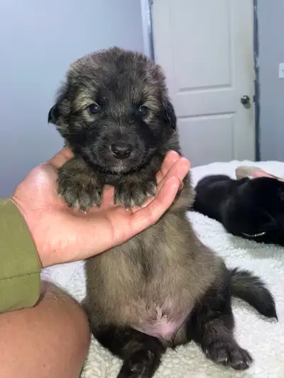 Guardian Puppies; Kangal, Caucasian Shepherd, Greyhound mix, View more