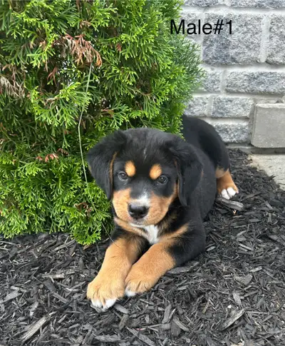 Beautiful Bernese Mountain (1/4BlackLab) Puppies for sale., View more