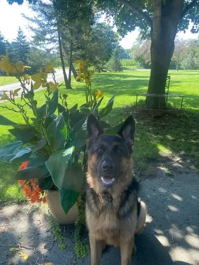 We are still looking for a good home for our German Shepherd. He is a large Shepherd, weighing 130lb...