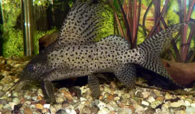 2 Feather Fin Catfish, View more