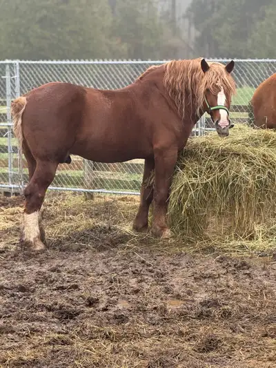  Nine year old Belgian stud registered for sale 7500, View more