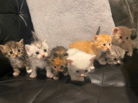 Kittens ready for forever homes!